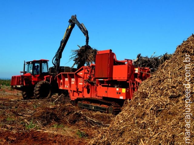 MS ganha destaque na geração de energia a partir da queima da madeira