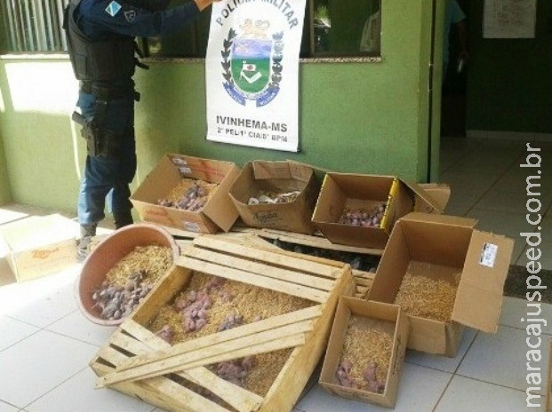 Arara e 270 filhotes de papagaios são encontrados abandonados em MS Arara e 270 filhotes de papagaios são encontrados abandonados em MS