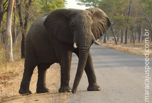 Cientistas desvendam mistério sobre por que câncer é raro entre elefantes