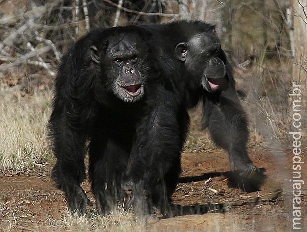 EUA enviam os últimos chimpanzés cobaias para aposentadoria em retiro