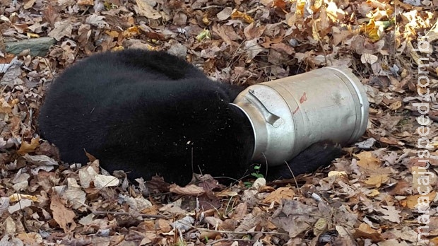 Urso é resgatado ao ser visto com a cabeça entalada em latão de leite Urso é resgatado ao ser visto com a cabeça entalada em latão de leite