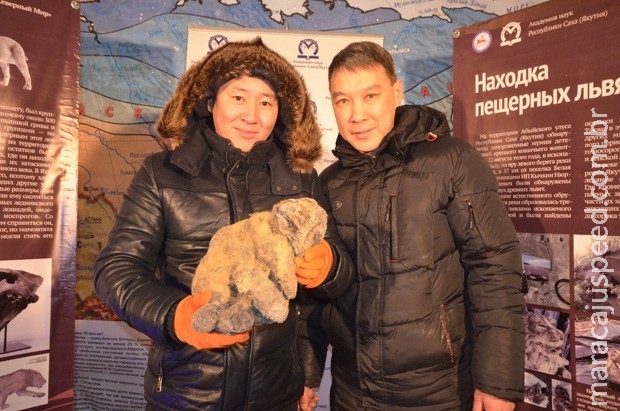 Rússia detalha achado inédito de leões-das-cavernas de 12 mil anos Rússia detalha achado inédito de leões-das-cavernas de 12 mil anos