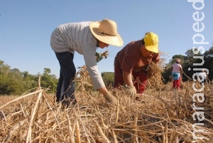 Aposentadoria especial para trabalhador rural está assegurada Aposentadoria especial para trabalhador rural está assegurada