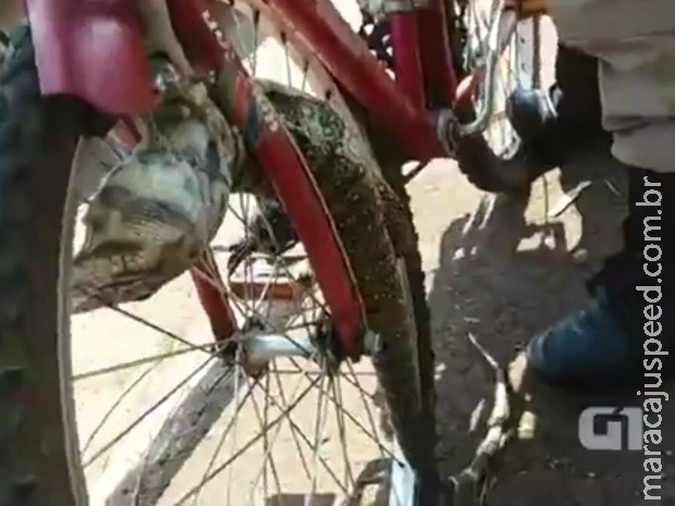 Lagarto se enrosca em roda de bicicleta e causa fratura exposta em ciclista na capital