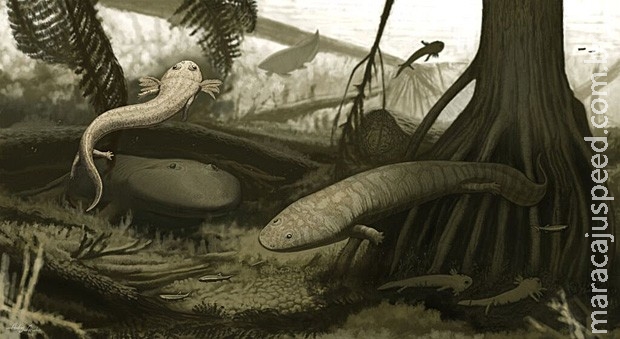 Cientistas encontram dois anfíbios pré-históricos no Piauí e no Maranhão Cientistas encontram dois anfíbios pré-históricos no Piauí e no Maranhão