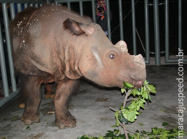 Rinoceronte raro que vivia nos EUA chega à Indonésia para salvar espécie