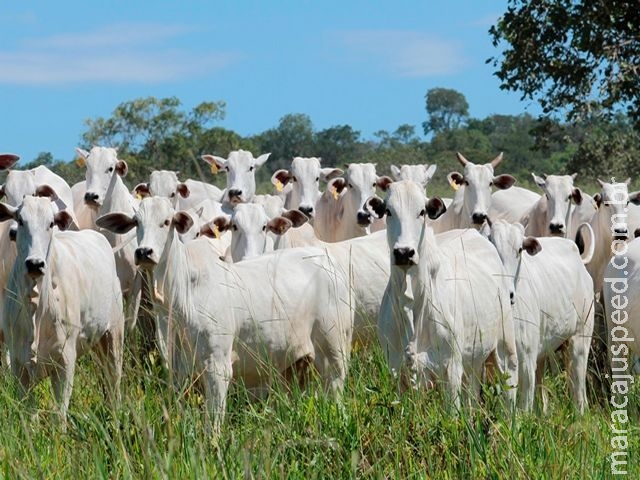 Sistema de engorda de bezerros em MS será apresentado a criadores de Rondônia