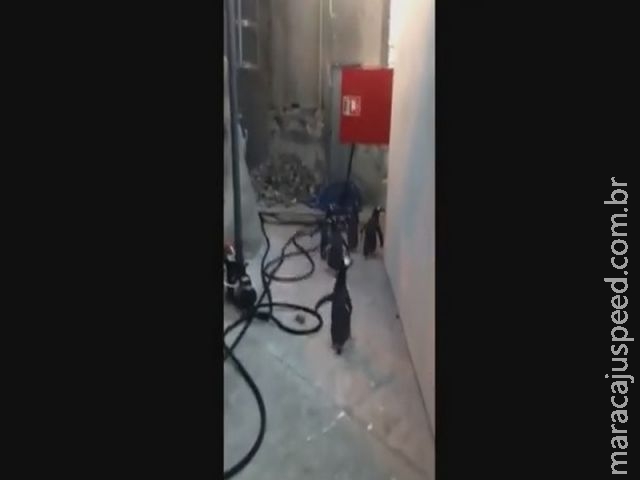 Pinguins tentam escapar de zoológico na Dinamarca (VÍDEO) Pinguins tentam escapar de zoológico na Dinamarca (VÍDEO)
