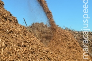 Energia limpa: setor de biomassa ganha força no País Energia limpa: setor de biomassa ganha força no País