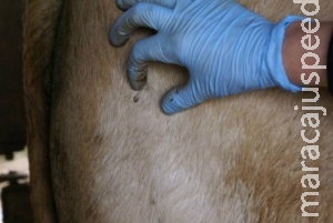 Infestação de carrapatos em bovinos aumenta nesta época do ano Infestação de carrapatos em bovinos aumenta nesta época do ano