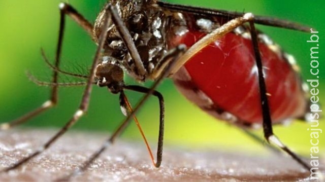 Anvisa aprova vacina contra a dengue