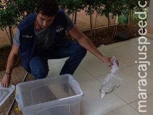 Brasil desenvolve remédio inovador contra efeito de quimioterapia Brasil desenvolve remédio inovador contra efeito de quimioterapia
