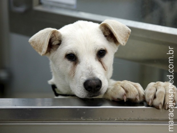 Cães que virariam comida são salvos de fazendas coreanas nos EUA Cães que virariam comida são salvos de fazendas coreanas nos EUA