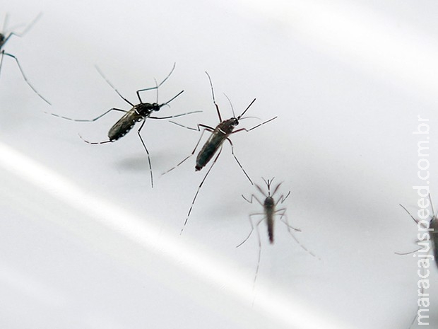 Zika pode ser transmitido por leite ou sêmen? Veja o que a ciência já sabe