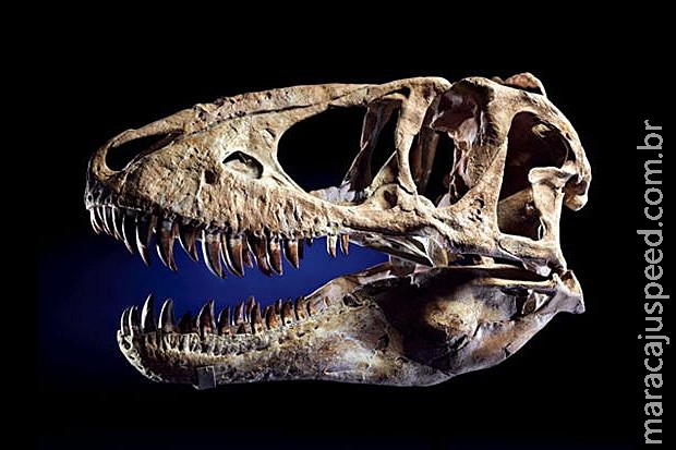 Após comprar crânio de dinossauro roubado, Nicolas Cage devolve a peça Após comprar crânio de dinossauro roubado, Nicolas Cage devolve a peça