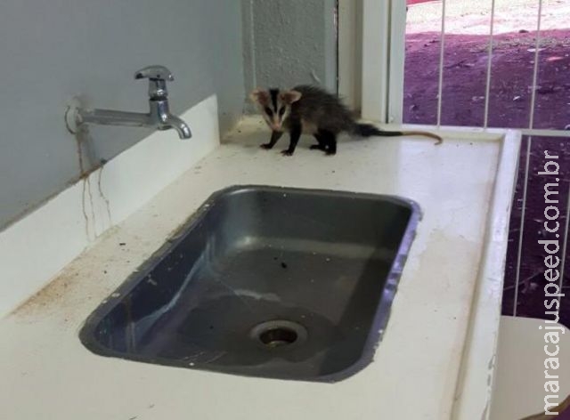 Intruso? Gambá invade sala e adia aula em universidade da Capital Intruso? Gambá invade sala e adia aula em universidade da Capital