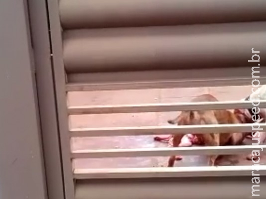 VÍDEO: cães matam cachorro e polícia investiga maus-tratos por dono na Capital VÍDEO: cães matam cachorro e polícia investiga maus-tratos por dono na Capital