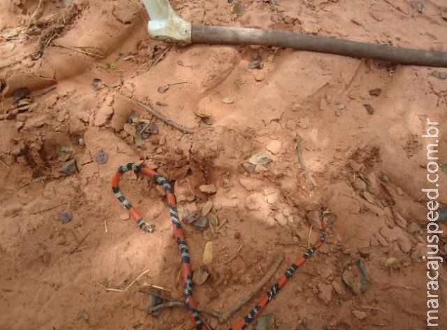 Jovem é multado em R$ 500 por matar cobra coral na beira de estrada Jovem é multado em R$ 500 por matar cobra coral na beira de estrada