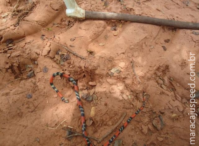 Jovem é multado em R$ 500 por matar cobra coral na beira de estrada