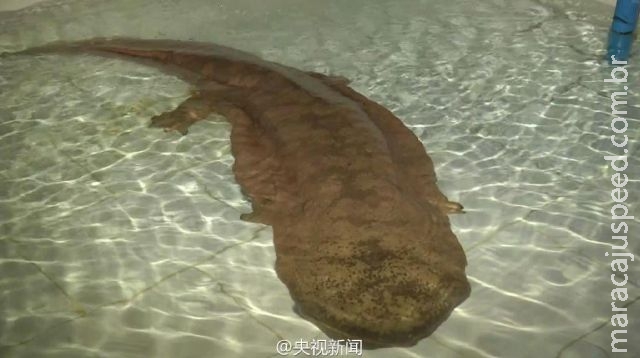 Salamandra gigante de 1,4m e mais de 200 anos é achada na China Salamandra gigante de 1,4m e mais de 200 anos é achada na China