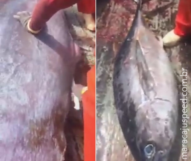 Pescador abre peixe enorme e encontra outro de 22 kg dentro Pescador abre peixe enorme e encontra outro de 22 kg dentro