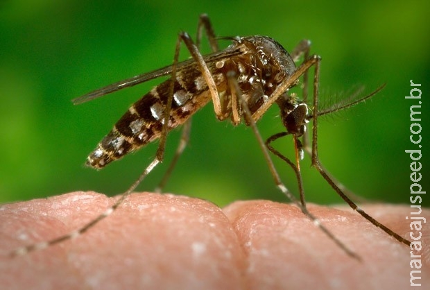 Por que o mosquito Aedes aegypti transmite tantas doenças? Por que o mosquito Aedes aegypti transmite tantas doenças?