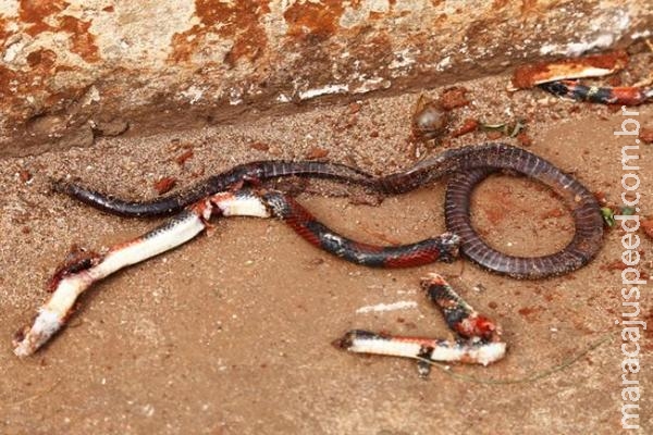 Jardineiro vai parar no hospital após matar cobra durante limpeza de terreno