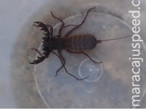 Escorpião "diferente" aparece em residência e assusta morador