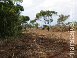 Sem licença ambiental, pecuarista desmata 15 hectares e é multado em R$ 4,5 mil Sem licença ambiental, pecuarista desmata 15 hectares e é multado em R$ 4,5 mil