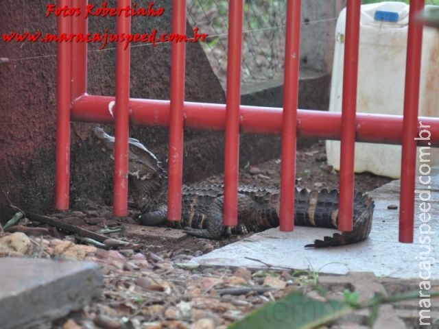 Bombeiros de Maracaju capturam Jacaré em pátio de empresa na Av. Marechal Floriano Peixoto