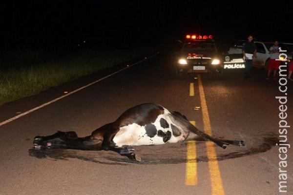 Motociclista de 22 anos morre após atropelar vaca solta na rodovia