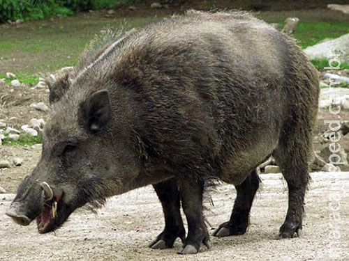 Ibama autoriza o abate de javalis e de javaporcos em todo o país Ibama autoriza o abate de javalis e de javaporcos em todo o país