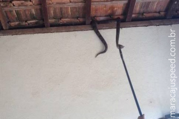 Jiboia é capturada no telhado de residência Jiboia é capturada no telhado de residência