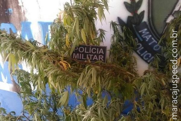 Comerciante que mantinha "árvore" de maconha no quintal de casa é preso