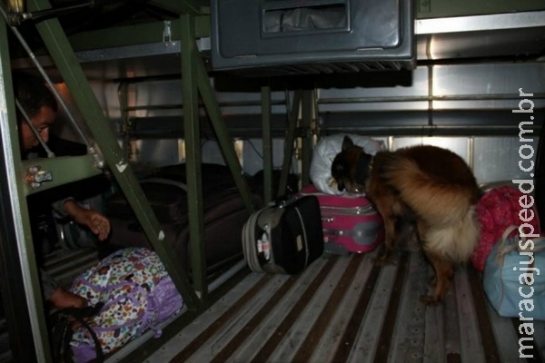 Cão farejador da PM localiza droga que iria para Três Lagoas