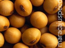 Soja: Imea adverte para baixa produção em determinadas lavouras do MT Soja: Imea adverte para baixa produção em determinadas lavouras do MT