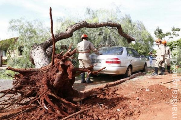 Depois de perder a raiz durante obra, árvore cai em veículo estacionado Depois de perder a raiz durante obra, árvore cai em veículo estacionado