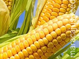 SC: produtores vão enfrentar dificuldades no abastecimento de milho, adverte Faesc