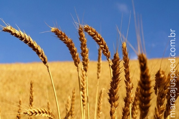 FAO pede práticas mais sustentáveis para assegurar produção futura de cereal
