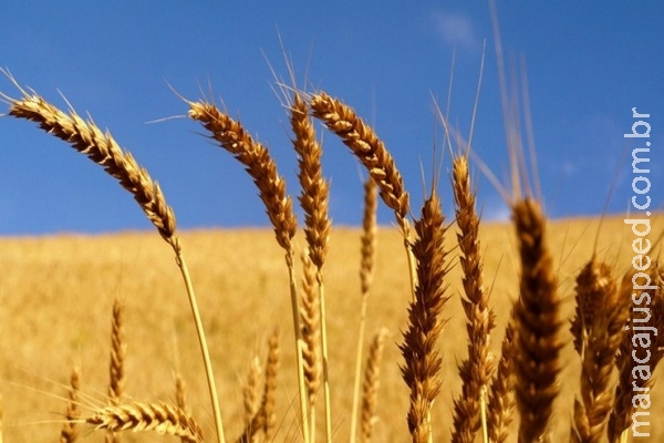 FAO pede práticas mais sustentáveis para assegurar produção futura de cereal FAO pede práticas mais sustentáveis para assegurar produção futura de cereal