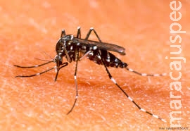 Chuva atrapalha ações de combate ao Aedes e casos de dengue se espalham