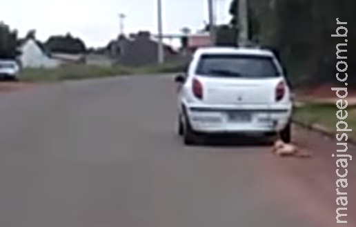 Polícia caça motorista que amarrou cão a veículo e arrastou pelas ruas