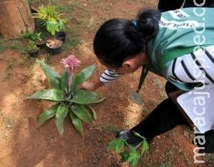 De porta em porta, agentes de saúde tentam conter proliferação do Aedes aegypti De porta em porta, agentes de saúde tentam conter proliferação do Aedes aegypti