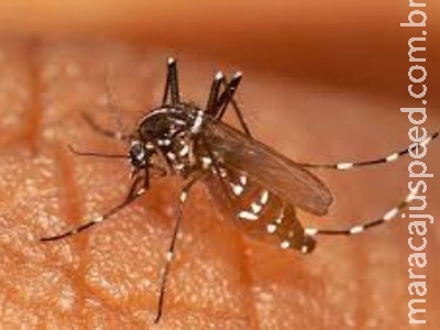 Saúde confirma terceiro caso de Zika em gestante de Campo Grande Saúde confirma terceiro caso de Zika em gestante de Campo Grande