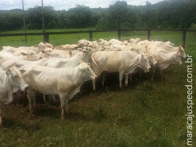 PMA, PM e Polícia Civil prendem ladrões de gado e cavalo e recuperam 40 animais