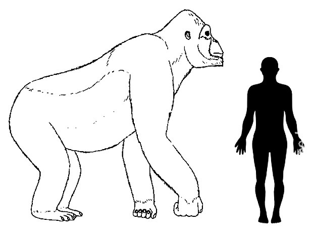 Macaco gigante entrou em extinção por não conseguir mudar de dieta Macaco gigante entrou em extinção por não conseguir mudar de dieta