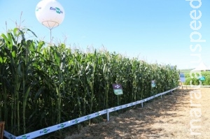 Para evitar praga nas lavouras, técnica de manejo é estratégia de produres Para evitar praga nas lavouras, técnica de manejo é estratégia de produres