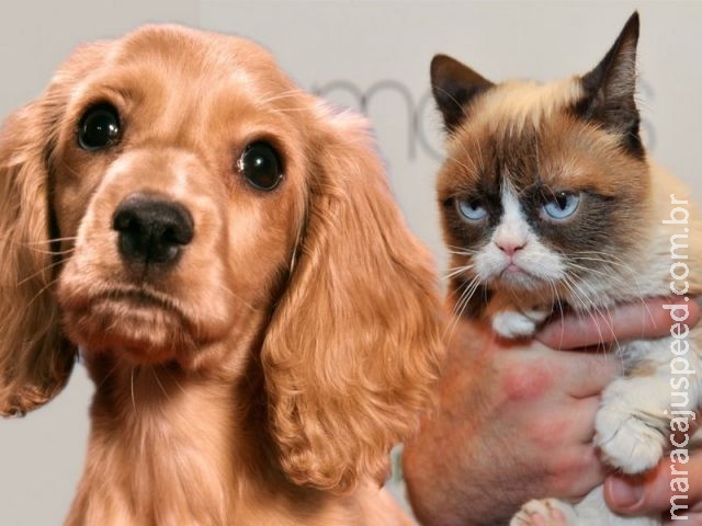 Cães ou gatos: quem ama mais seus donos? Cães ou gatos: quem ama mais seus donos?