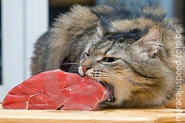 Marido de 30 anos agride adolescente porque gato comeu mistura do almoço