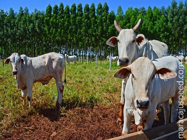Exportações de carne bovina in natura em MS caem 32% Exportações de carne bovina in natura em MS caem 32%